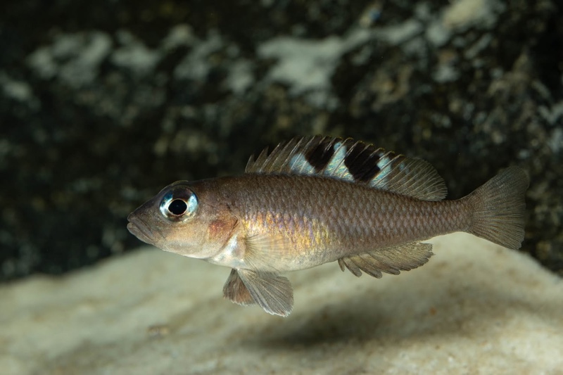 Lamprologus kungweensis 'Burton Bay'